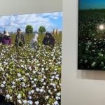 167 شركة، منها 102 عالمية، تروج للقطن المصري في قطاع الصناعة