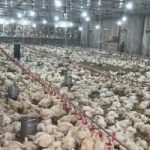 الاتحاد العام لمنتجي الدواجن: فائض إنتاج يتجاوز 20% مخصص للتصدير