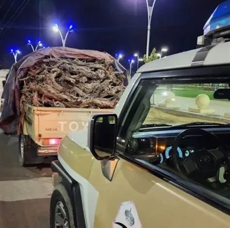 الأمن البيئي يلاحق مخالفين لنقل حطب محلي في الرياض ويقر غرامة 16 ألف ريال
