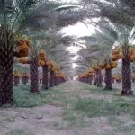 العلا تنظم فعالية "ليالي رمضان" في واحات النخيل لتعزيز السياحة الثقافية