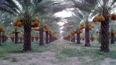 العلا تنظم فعالية "ليالي رمضان" في واحات النخيل لتعزيز السياحة الثقافية