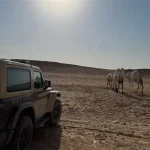 ضبط 20 جملاً مخالفاً في محمية الملك عبدالعزيز وتغريم صاحبها