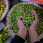مزارع الباحة تزوّد الأسواق بمحاصيل طازجة خلال شهر رمضان