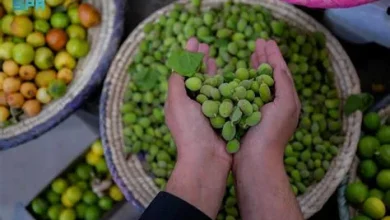 مزارع الباحة تزوّد الأسواق بمحاصيل طازجة خلال شهر رمضان