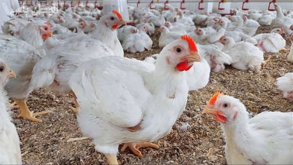 أسعار الفراخ البيضاء في بورصة الدواجن والأسواق اليوم 4-4-2026