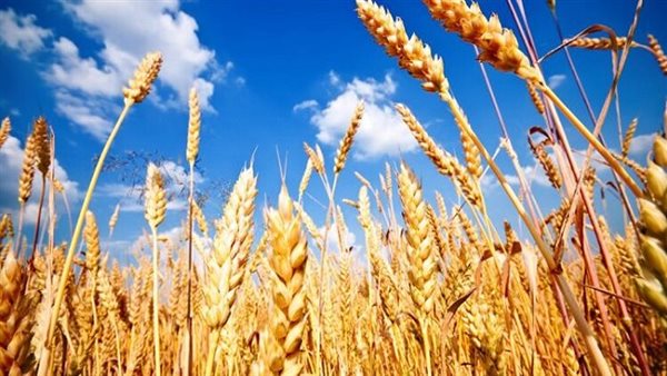 أسعار القمح تسجل أعلى مستوياتها منذ 2024 بفعل مخاوف الجفاف والتضخم