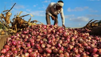 أسواق الأوروجواي تستقبل شحنات جديدة من البصل والثوم المصريين