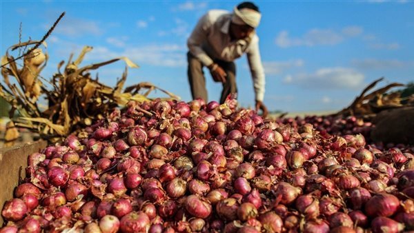 أسواق الأوروجواي تستقبل شحنات جديدة من البصل والثوم المصريين