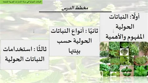 أمطار الربيع تعزز نمو النباتات الحولية وتساهم في تحسين المحاصيل الزراعية