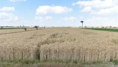 إطلاق خدمة محصولي لحجز مواعيد توريد القمح بدءاً من منتصف أبريل