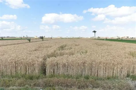 إطلاق خدمة محصولي لحجز مواعيد توريد القمح بدءاً من منتصف أبريل