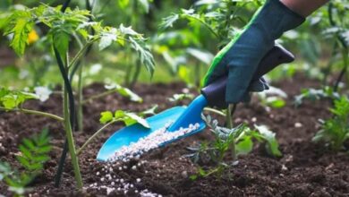 ارتفاع أسعار الأسمدة نتيجة حرب إيران يضع الإنتاج الغذائي العالمي تحت الضغط