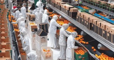 ارتفاع مذهل في الصادرات الغذائية إلى 237 ألف طن خلال أسبوع