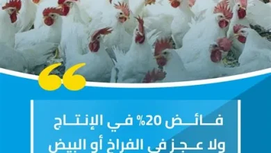 استقرار سلاسل إمداد الدواجن يعزز الاكتفاء الذاتي في السوق المحلي