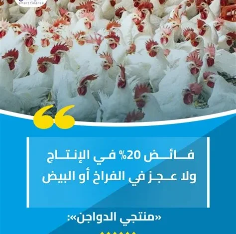 استقرار سلاسل إمداد الدواجن يعزز الاكتفاء الذاتي في السوق المحلي