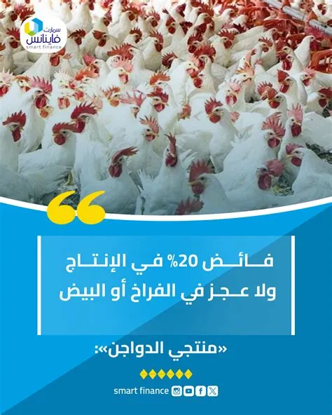 استقرار سلاسل إمداد الدواجن يعزز الاكتفاء الذاتي في السوق المحلي
