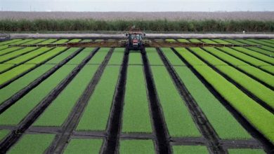 الحرب في إيران تؤثر سلباً على موسم الزراعة الأمريكية وارتفاع أسعار سماد اليوريا بنسبة 50%