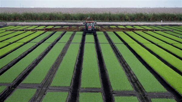 الحرب في إيران تؤثر سلباً على موسم الزراعة الأمريكية وارتفاع أسعار سماد اليوريا بنسبة 50%