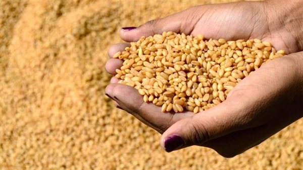 الحكومة تحذر من تقاوي مجهولة المصدر وتكشف تفاصيل خدعة أرز «سوبر 600» و«قمح 999»