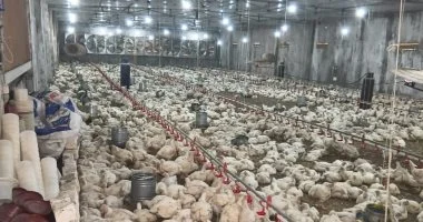 بورصة الدواجن تسجل سعر الفراخ البيضاء بـ75 جنيها والساسو عند 105 جنيهات