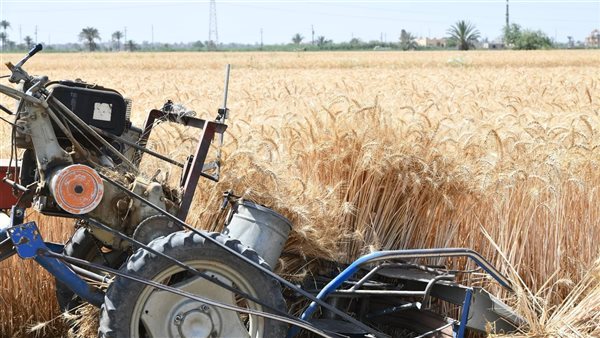 تموين الدقهلية يعلن عن توريد 682 طن قمح في يوم واحد