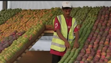 جازان تعلن عن فتح منافذ بيع جديدة لدعم تسويق المانجو والفواكه الاستوائية