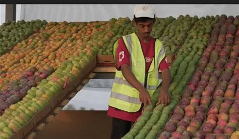 جازان تعلن عن فتح منافذ بيع جديدة لدعم تسويق المانجو والفواكه الاستوائية