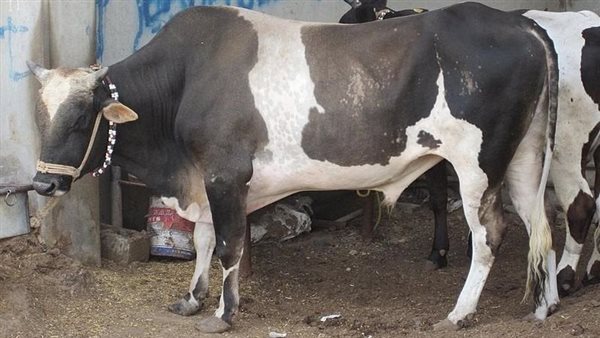 خطة حكومية لتحقيق الاكتفاء الذاتي من اللحوم الحمراء برفع عدد الماشية إلى 10 ملايين رأس بحلول 2029