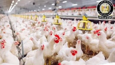 رئيس شعبة الثروة الداجنة يؤكد استقرار أسعار الدواجن كأولوية لضمان استمرار الإنتاج