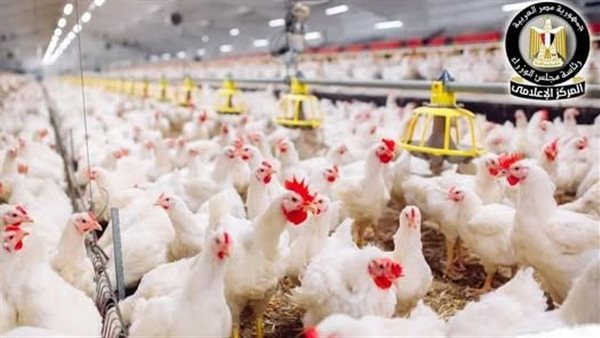 رئيس شعبة الثروة الداجنة يؤكد استقرار أسعار الدواجن كأولوية لضمان استمرار الإنتاج