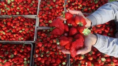 صادرات الفراولة المصرية تصل إلى 38 ألف طن في 2026 حسب وزارة الزراعة
