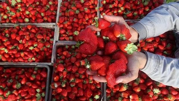 صادرات الفراولة المصرية تصل إلى 38 ألف طن في 2026 حسب وزارة الزراعة