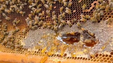 عسير تعزز إنتاج العسل من خلال تدريب النحالين على تربية الملكات