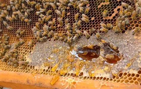 عسير تعزز إنتاج العسل من خلال تدريب النحالين على تربية الملكات