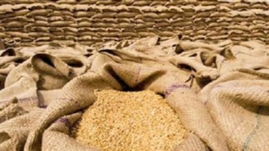 غرفة الحبوب تعلن زيادة سعر توريد أردب القمح المحلى إلى 2500 جنيه لموسم 2026