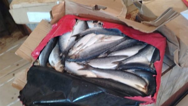 غرفة القاهرة تكشف عن زيادة المعروض من الأسماك خلال شم النسيم