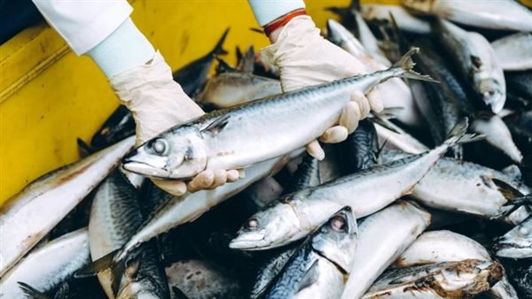 مصر تعلن عن خطوات جديدة لتسهيل تصدير الأسماك إلى الأردن