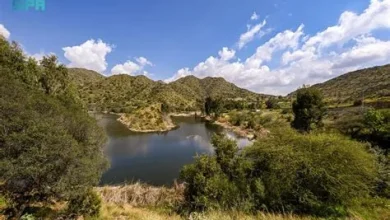 وادي ضرك يتحول إلى لوحة ربيعية ساحرة عقب هطول الأمطار