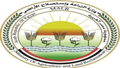 وزارة الزراعة تحصين 3.9 مليون رأس ماشية ضد الجلد العقدي وجدري الأغنام