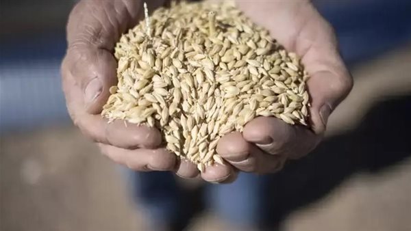 وزير الزراعة يعلن اعتماد صنفي الأرز «عرابي 3» و«عرابي 4» بعد الفحص الشامل