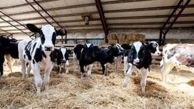 وزير الزراعة يوافق على تمويل مشروع «البتلو» بـ57.3 مليون جنيه لدعم صغار المربين