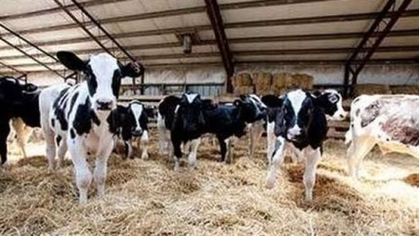 وزير الزراعة يوافق على تمويل مشروع «البتلو» بـ57.3 مليون جنيه لدعم صغار المربين