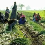 الزراعة وتجارة الجملة تتصدران الأنشطة الاقتصادية الأكثر جذباً للعمالة في مصر لعام 2025