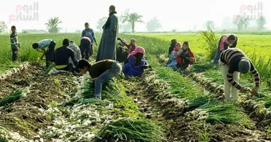 الزراعة وتجارة الجملة تتصدران الأنشطة الاقتصادية الأكثر جذباً للعمالة في مصر لعام 2025